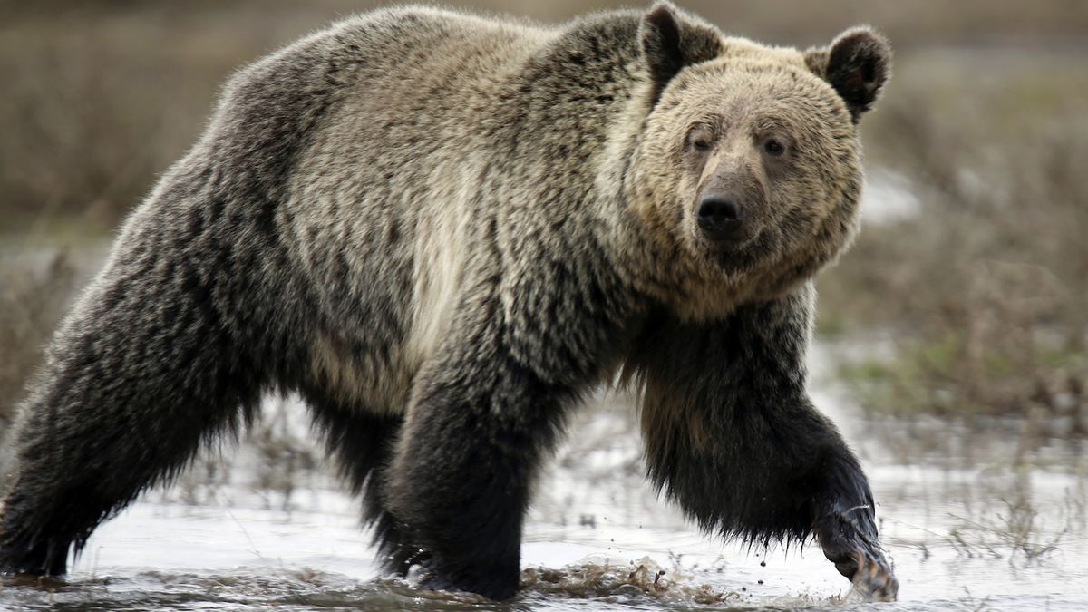 Neobětujte medvědům svého pomalejšího přítele, radí správa parků v USA